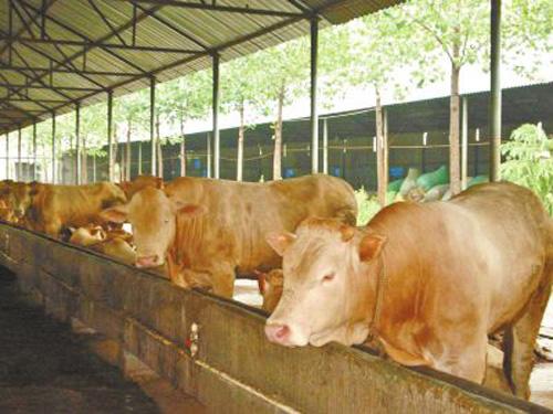 夏南牛养殖的硬件要求和管理形式