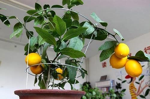 柠檬盆栽怎么养