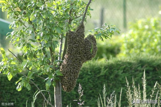 蜜蜂养殖，塑料容器能不能用来养蜂？老蜂农：弊端太多