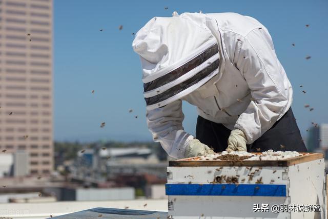 在屋顶也能养殖蜜蜂？城市养蜂的10个技巧，新手一分钟学会养蜂