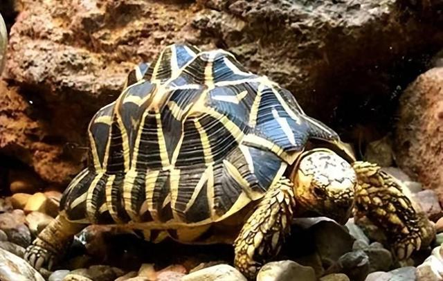濒危龟种惹人关注！广东从化现名字最多的龟引发全球热议！