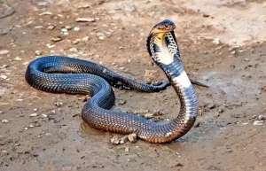 重庆眼镜蛇养殖(毒蛇从哪里来？重庆一村庄出现大量眼镜蛇，专家1小时抓了30条。)