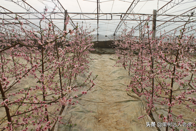 大棚栽培桃树模式都有啥，适合你的有哪些