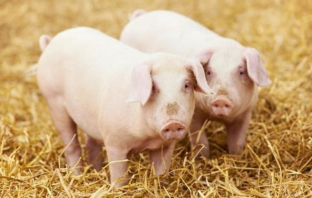 散养土猪养殖技术、养殖方法、养殖前景的可行性分析