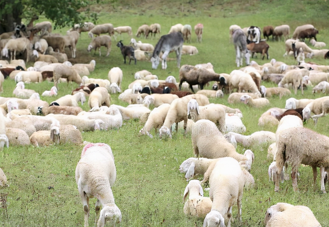 别再问还能不能养羊了，养殖把握5个技巧，收益超过多数工薪阶层