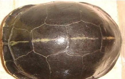 龟功夫养生酒养龟知识：浅谈广西黑金龟的四个亚种区分方法