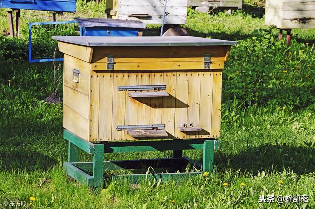 蜜蜂养殖，如何预防蜘蛛危害？做好这些管理，预防并不难