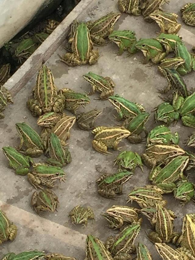 青蛙的养殖技术