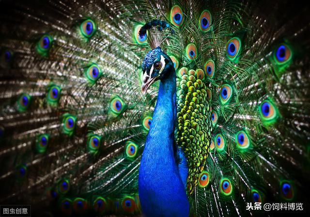 蓝孔雀的人工饲养与疾病预防