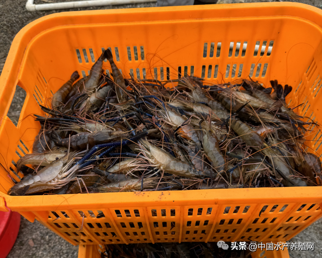 卖一塘少一塘，罗氏虾持续涨价！但对虾萎靡，年前有机会反弹吗？