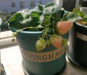 草莓的养殖(盆栽草莓在家怎么养？有三个方面很重要，春天不愁没果吃)