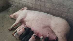 农村母猪养殖视频(母猪半夜生猪仔，没有人在场料理，它自己生自己喂奶。#养猪人)