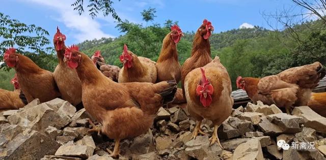 江门海和：专注优质国鸡改良育种，年出栏肉鸡400万羽