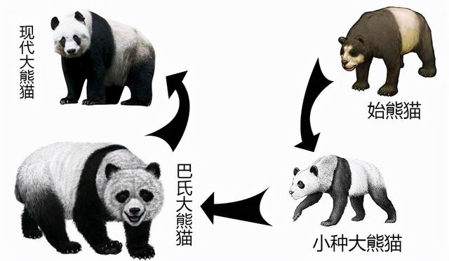 熊猫经历了啥？为何从凶猛的食铁兽，成了“以卖萌为生”的国宝？