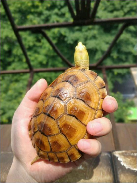国龟之“黄”——黄皮龟
