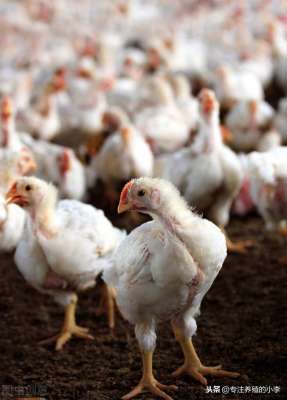 农村养殖肉鸡(买肉鸡回农村，散养几个月，肉质就能变好？)