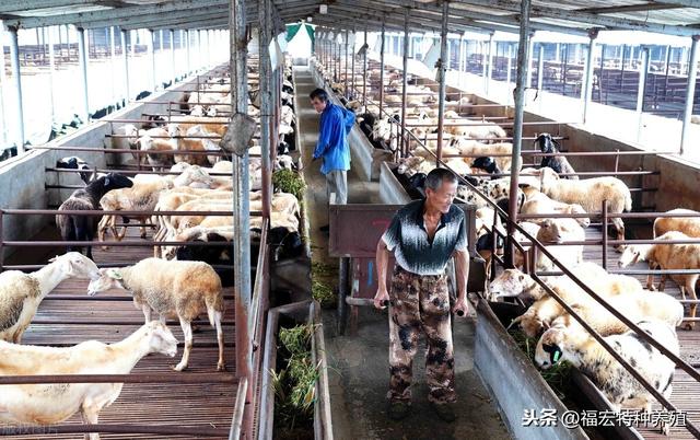 湖羊种羊养殖3000只年收益50多万，养殖湖羊品种的五个优点