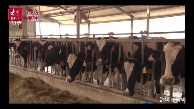 视频｜临清这“两头牛”了不得了！一家A级牧场，另一家一公斤卖出1700元