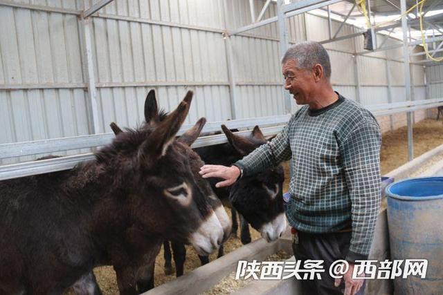吴堡南王家山村：山窝里的养驴致富经