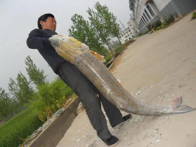 害鱼？广州增江1米多长的“水老虎”被钓起，老乡：专吃鱼虾