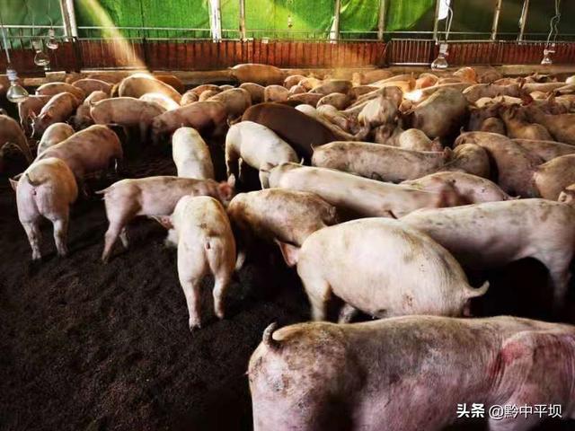 【2020农业“答卷”】存栏超1000万头 贵州生猪产业高质量加速度发展