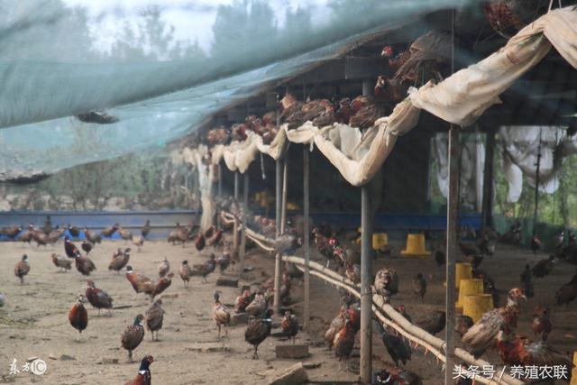 人工饲养野鸡的六个主要品种，特禽养殖出效益