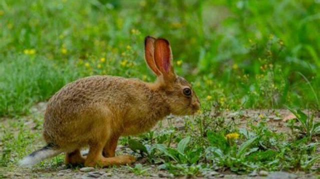 农村杂交野兔养殖是骗局，你信吗，了解一下就明白！