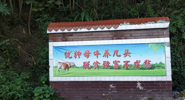 百县千村行（123）｜五凤村养牛脱贫过上“牛日子”，来看看村里的土味养牛宣传标语
