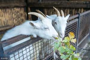 白山羊养殖视频(贵州白山羊的科学养殖技术)