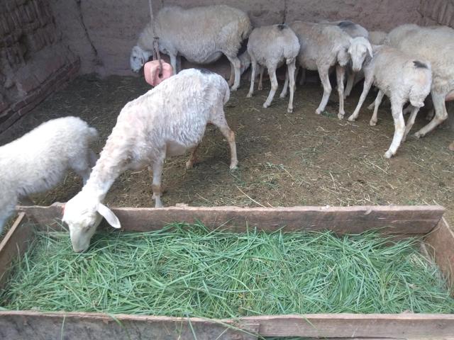 2022年在农村养殖60只小尾寒羊，利润如何？是时候清醒了