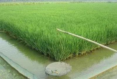 在农村养殖泥鳅！稻田养殖方法
