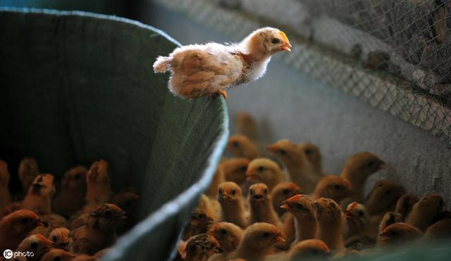 小鸡怎么饲养，才能让鸡苗的成活率在98%以上，细节决定成败