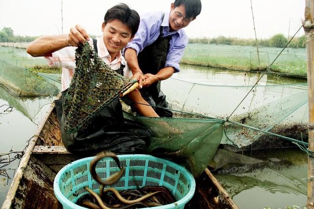 虾田鳝鱼养了两年都没长一两，问题出在哪里？