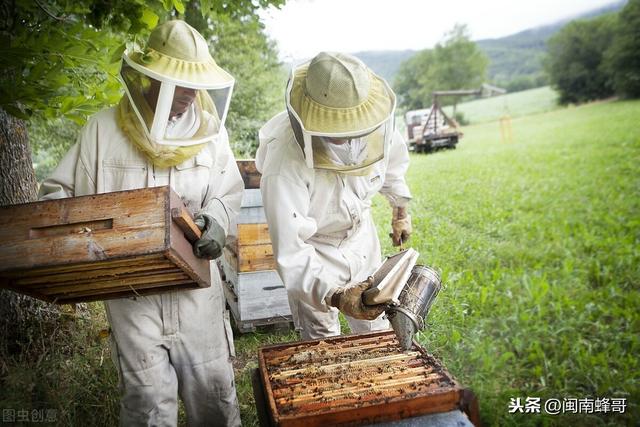 1群蜜蜂2只蜂王！老蜂农的母女同巢养殖技术，操作简单又快捷