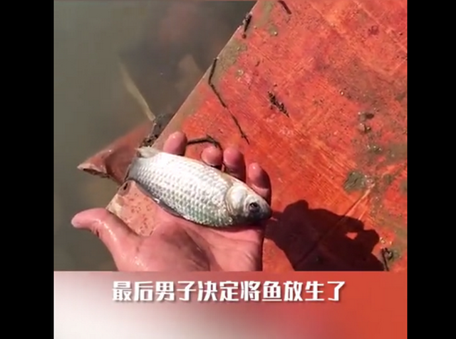 北京一男子将养了5年的鳝鱼放生，随后发生的一幕让他泪目