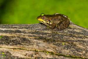 观赏蛙养殖(石蛙养殖：如何培养肥美的幼蛙，享受高额回报？)