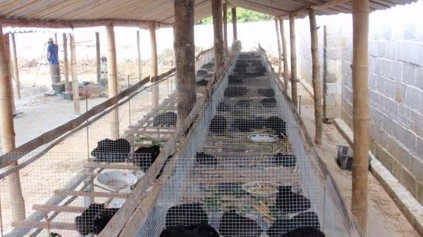 科普养殖：养殖黑豚饲养技术