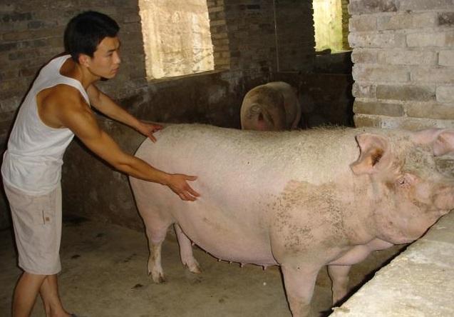 散养土猪养殖技术、养殖方法、养殖前景的可行性分析