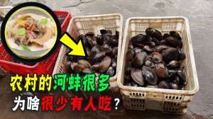 肉蚌养殖(啥都吃的中国人，为啥对肉多的河蚌难下嘴？它是有虫还是有毒？)