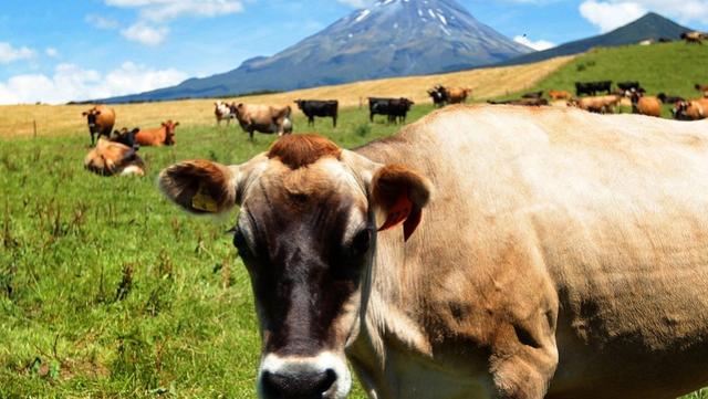 应对气候变化，新西兰新规要“忍痛”大幅削减奶牛数量