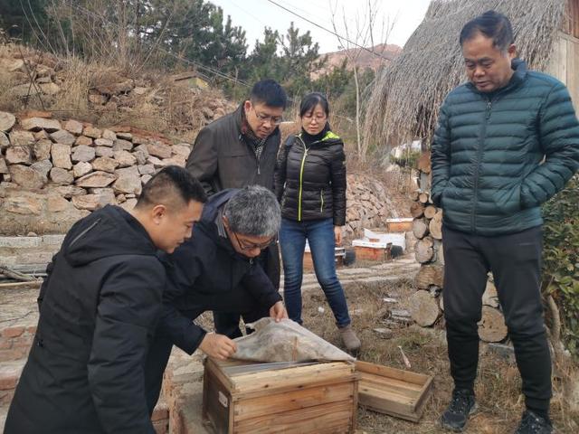 提升蜂业良种化水平，青岛5家中华蜜蜂种蜂场迎“大考”