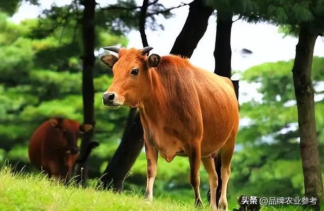 特稿丨盘点中国四大肉牛核心产区，各自都“牛”在哪？