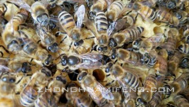 蜜蜂养殖技术要点
