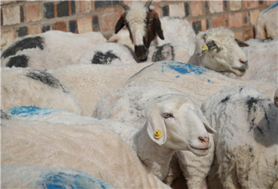 宁夏肉牛和滩羊产业收入可观“牛羊致富”“品牌升级”之路你加入了吗？
