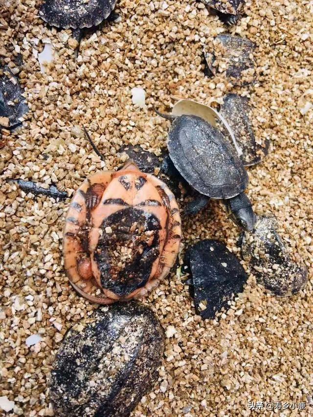石金钱龟种龟产卵、孵化的基本技术介绍
