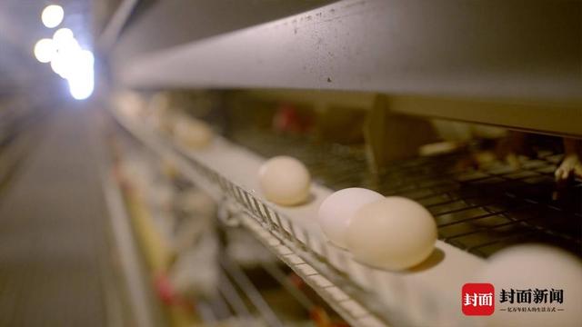 蛋鸡养殖的数字化智慧 人均养12万只鸡、效率比传统模式高3倍