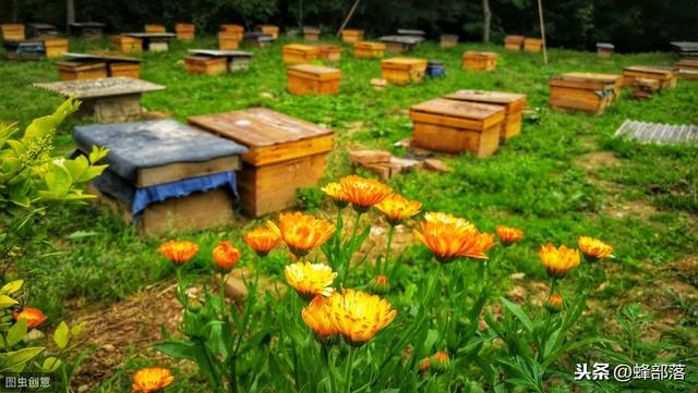 新手养蜂，该如何放置蜂箱？蜂箱位置很讲究，放好了蜜蜂越养越多