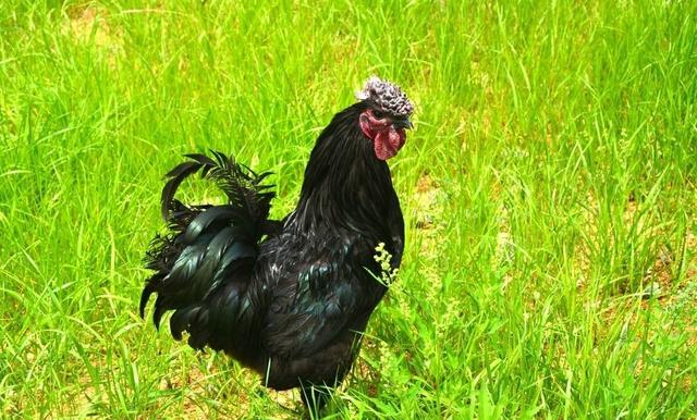 这种黑鸡我国独有，黑骨头、绿壳蛋、抗病强、吃得少，南北都能养