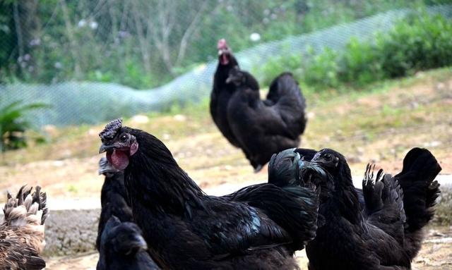 这种黑鸡我国独有，黑骨头、绿壳蛋、抗病强、吃得少，南北都能养