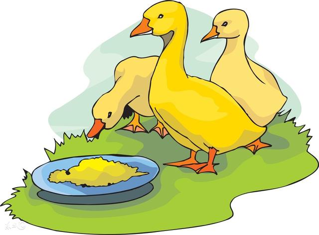 养鸭经验；肉鸭冶病喂药要注意什么？